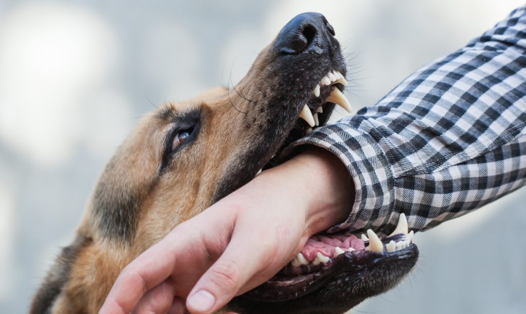 New Jersey Dog Bite Law
